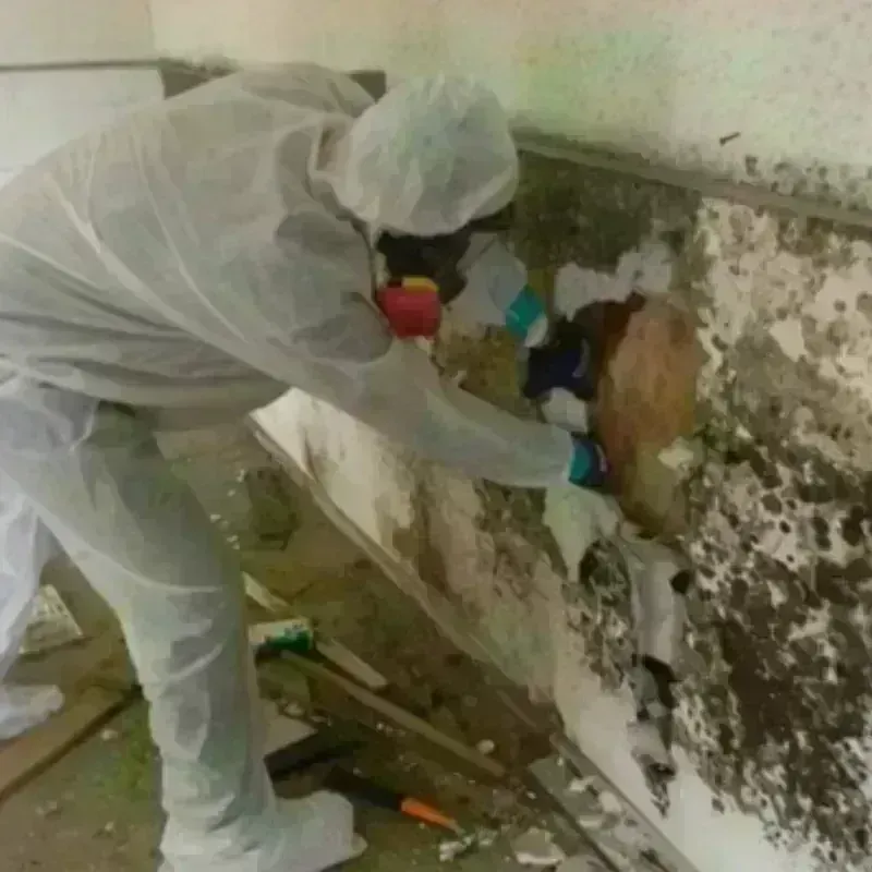 Mold Remediation and Removal in Landrum, SC